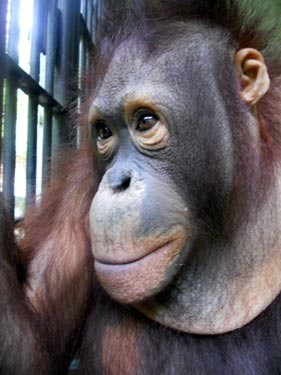 Polda Kaltim Usut Dugaan Pembantaian Puluhan Orang Utan