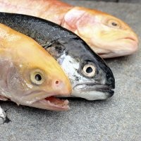 Makan Ikan 3 Kali Seminggu Bisa Kurangi Risiko Stroke