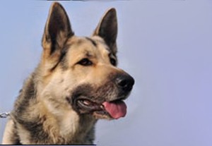 Bagaimana Anjing Mengendus Kanker?