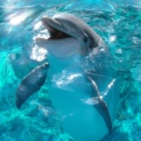 Terdampar di Ujung Kulon, 17 Lumba-lumba Mati