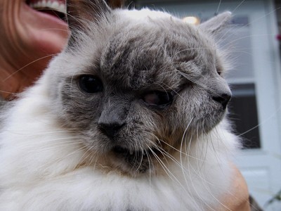 Frank and Louie Kucing Bermuka Dua