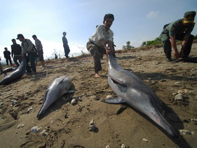 17 Lumba-lumba Mati di Ujung Kulon