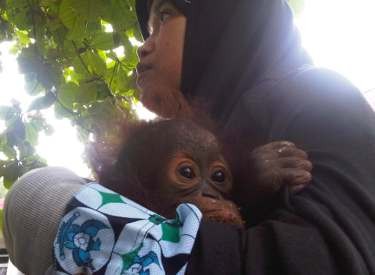 Dianggap Hama Kelapa Sawit, Orangutan Kalimantan Dibantai