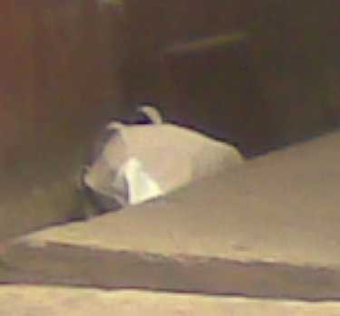 Tas & Koper Mencurigakan Ditemukan di Halaman SD Kota Garut 