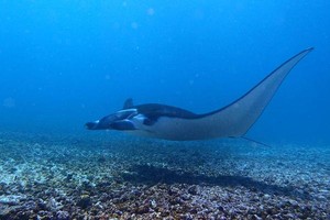 Mengungkap Sisi Eksotis Pulau Komodo
