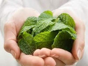 Daun Mint Redam Nafsu Makan
