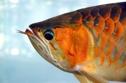 Pemerintah Yakin Malaysia Tak Berani Klaim Ikan Arowana