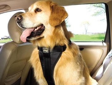 Warga Inggris Ingin Anjing Memakai Sabuk Pengaman Di Mobil