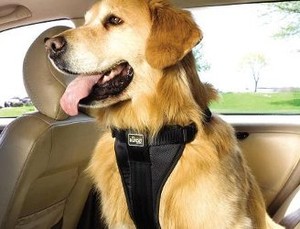 Warga Inggris Ingin Anjing Memakai Sabuk Pengaman di Mobil