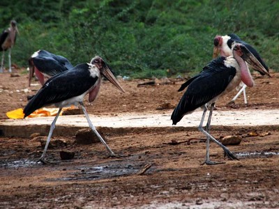 Menyaksikan Bangau Marabou di Garissa