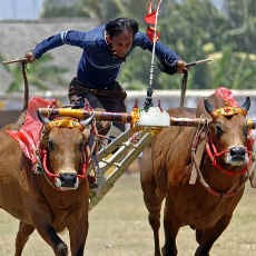 Karapan Sapi Piala Presiden Yang Tak Pernah Dihadiri Presiden