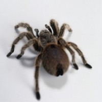 Bisa Tarantula Dikembangkan untuk Mendeteksi Kanker