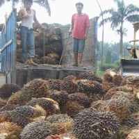 Penjualan Minyak Sawit Mentah Astra Naik 16,8%