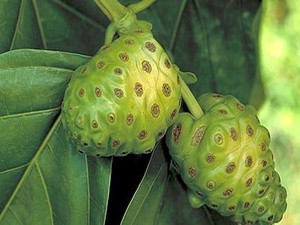  Mengkudu Perkuat Daya Tahan Tubuh
