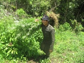 Sadap Karet Sebagai Kedok Ladang Ganja