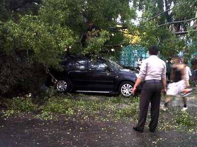2 Pohon Tumbang Timpa Mobil di Bulungan