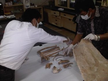 Tulang Diduga Orangutan Korban Pembantaian Diteliti di Samarinda