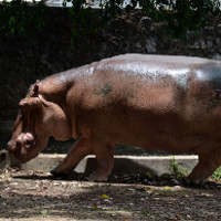 ProFauna Minta KBS Sejahterakan Satwanya