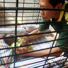 Damai Lahir, Koleksi Orang Utan KBS Jadi 16 Ekor