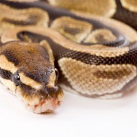 Jantung Ular Python untuk Obat Penyakit Jantung Manusia