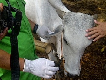 Penampungan Hewan Kurban di Ulujami Tak Layak, Pemilik Ditegur