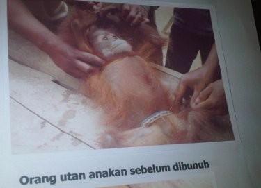 BKSDA Kaltim Kantongi Bukti Dugaan Pembantaian Orangutan