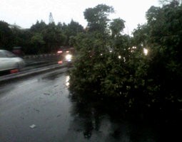 Setelah 2 Jam, Pohon Tumbang di Depan Masjid At Tin TMII Dievakuasi