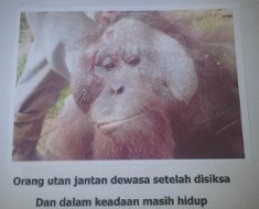Dugaan Pembantaian Orangutan di Kaltim Jadi Perhatian Internasional