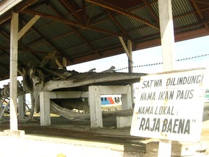 Mampir Di Sikeli-Pulau Kabena