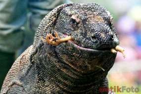 SMS Komodo akan Diaudit Auditor Kredibel