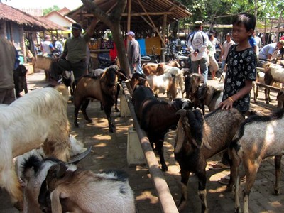Pasar Kambing Menjelang Qurban