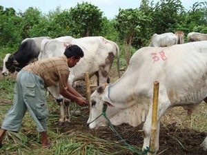 Mempersiapkan Hewan Qurban yang Halal dan Thayib