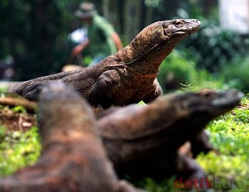 Vote SMS Komodo Rp 1, Content Provider Ngaku Tak Dapat Untung