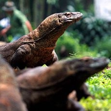 Vote SMS Komodo Rp 1, Content Provider Ngaku Tak Dapat Untung