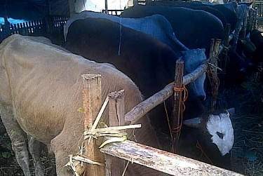 DKI Siapkan 1.250 Kupon Daging Kurban untuk Warga