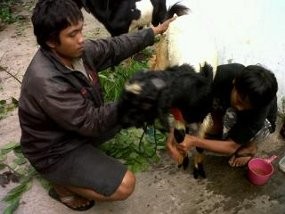 Wah! Ada Salon Khusus Hewan Kurban