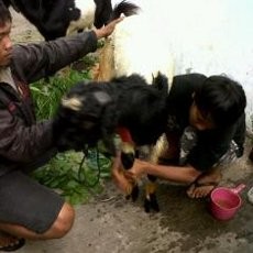 Wah! Ada Salon Khusus Hewan Kurban