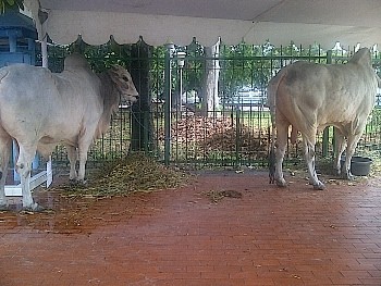 Sapi SBY Seberat 1,2 Ton Siap Disembelih di Masjid Istiqlal