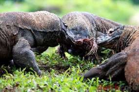 Tak Persoalkan New7Wonders, Anas & Ibas Kompak Dukung Komodo