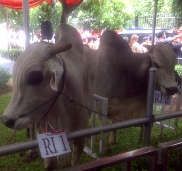 Presiden dan Wapres Serahkan Sapi Jumbo di Istiqlal