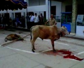 Setelah Disembelih, Sapi Itu Berdiri dan Meronta