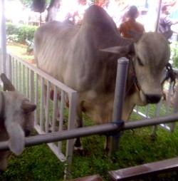 Daging Kurban di Istiqlal Dibagikan Senin Dini Hari