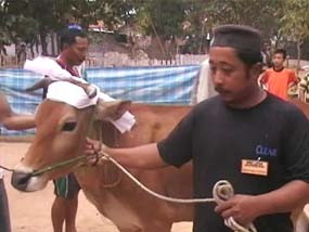Sebelum Disembelih, Sapi Bersorban Putih Tawaf Keliling Masjid