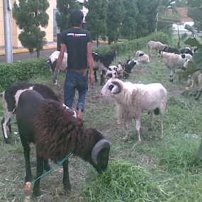 Pemprov Jabar Sebar 601 Hewan Kurban ke Daerah Terpencil