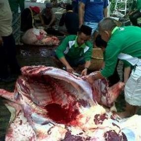 Sapi Kurban Sumbangan Walikota Bandung Bebas Cacing Hati