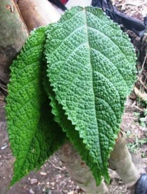 Daun Gatal, Sahabat Para Pendaki Gunung Binaiya