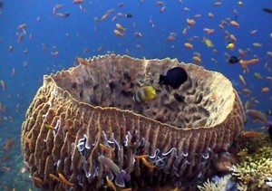 Block Coral Taman Segara
