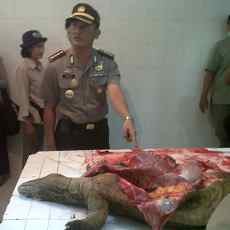Kematian Komodo KBS Disorot Walikota dan Kapolrestabes