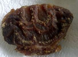 Wah! Ada Tulisan Allah dalam Daging Kurban