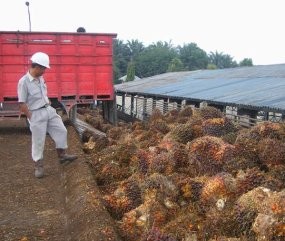 Astra Agro Produksi 1 Juta Ton Minyak Sawit Hingga Oktober